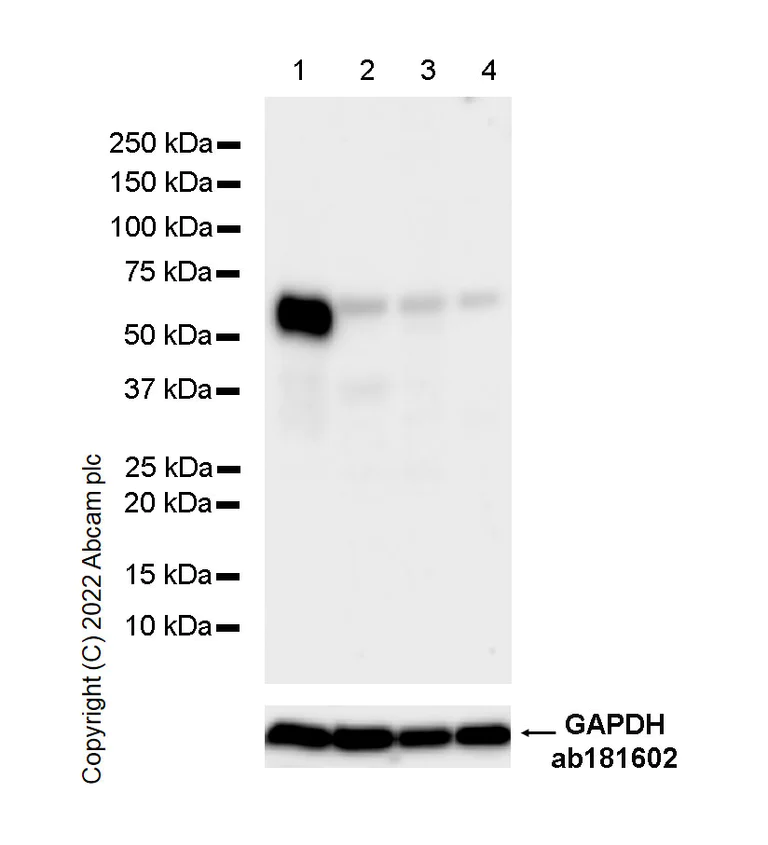 Western blot - Anti-CNTFR antibody [EPR24672-25] - BSA and Azide free (AB305246)