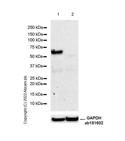 Western blot - Anti-CNTFR antibody [EPR24672-25] - BSA and Azide free (AB305246), expandable thumbnail