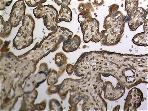 Immunohistochemistry (Formalin/PFA-fixed paraffin-embedded sections) - Anti-CNTFR antibody [MM0190-10L29] (AB89333)