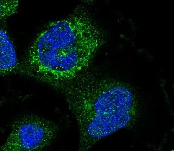 Immunocytochemistry/ Immunofluorescence - Anti-CNTLN antibody (AB122356)