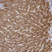 Immunohistochemistry (Formalin/PFA-fixed paraffin-embedded sections) - Anti-CNTLN antibody (AB122356)