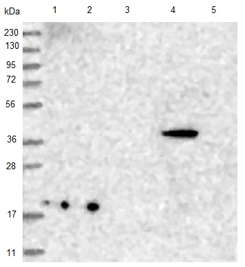 Western blot - Anti-CNTLN antibody (AB122356)