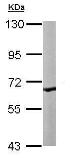 Western blot - Anti-COASY antibody (AB227272)