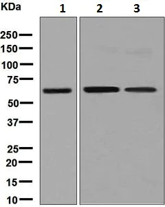 Western blot - Anti-COASY antibody [EPR8246] - BSA and Azide free (AB248259)