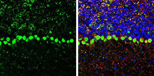 Immunohistochemistry (Frozen sections) - Anti-Coatomer subunit delta/COPD antibody (AB96725)