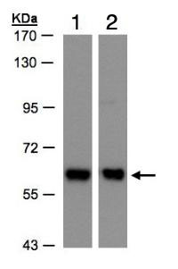 Western blot - Anti-Coatomer subunit delta/COPD antibody (AB96725), expandable thumbnail