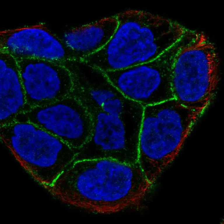 Immunocytochemistry/ Immunofluorescence - Anti-COBLL1 antibody (AB254891)