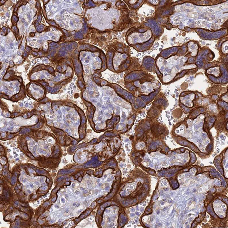 Immunohistochemistry (Formalin/PFA-fixed paraffin-embedded sections) - Anti-COBLL1 antibody (AB254891)
