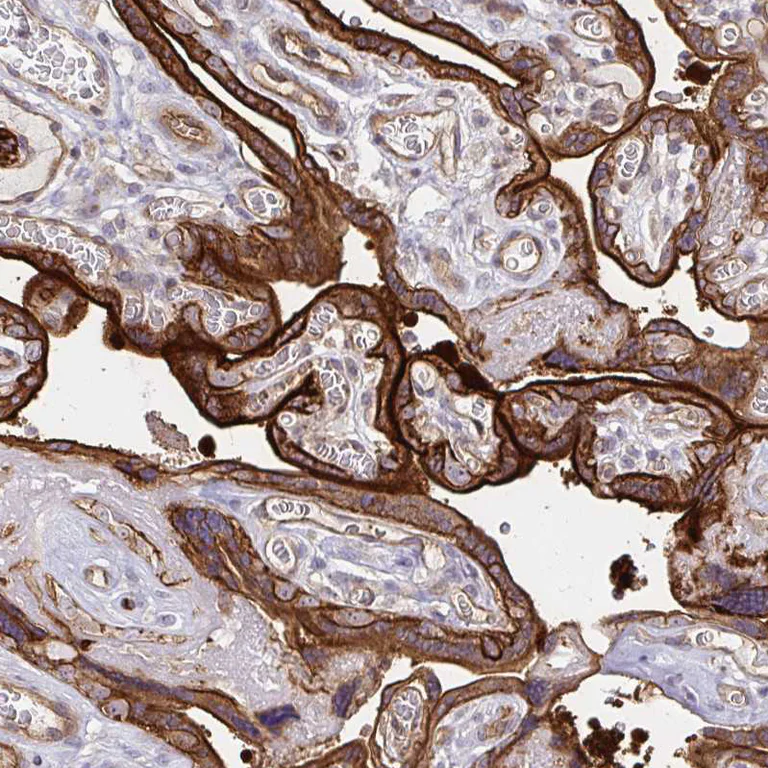 Immunohistochemistry (Formalin/PFA-fixed paraffin-embedded sections) - Anti-COBLL1 antibody (AB272656)