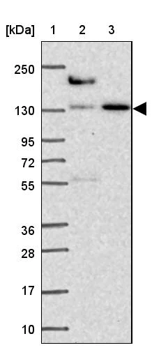 Western blot - Anti-COBLL1 antibody (AB272656)