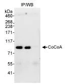 Immunoprecipitation - Anti-CoCoA antibody (AB70564)
