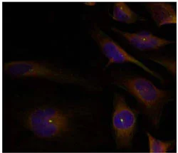 Immunocytochemistry/ Immunofluorescence - Anti-Cofilin 1 + 2 antibody - Loading Control (AB131519)