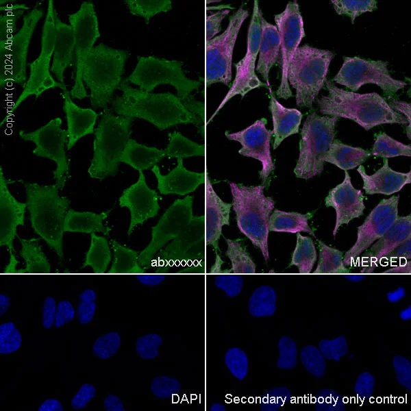 Immunocytochemistry/ Immunofluorescence - Anti-Cofilin-1 antibody [EPR24514-8] - BSA and Azide free (Detector) (AB300185)