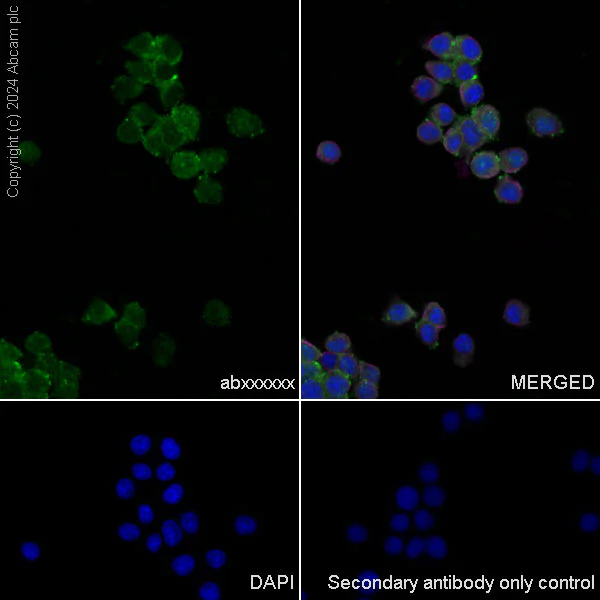 Immunocytochemistry/ Immunofluorescence - Anti-Cofilin-1 antibody [EPR24514-8] - BSA and Azide free (Detector) (AB300185)