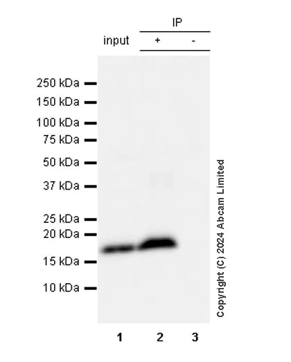 Immunoprecipitation - Anti-Cofilin-1 antibody [EPR24514-8] - BSA and Azide free (Detector) (AB300185)