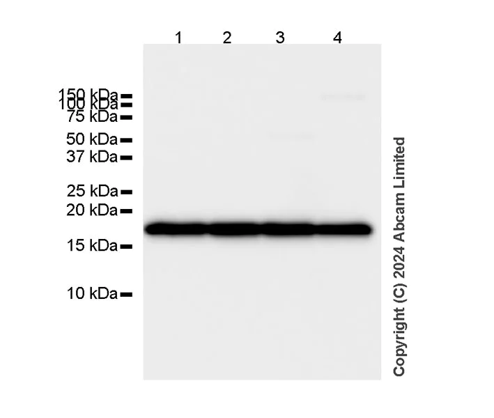 Western blot - Anti-Cofilin-1 antibody [EPR24514-8] - BSA and Azide free (Detector) (AB300185)