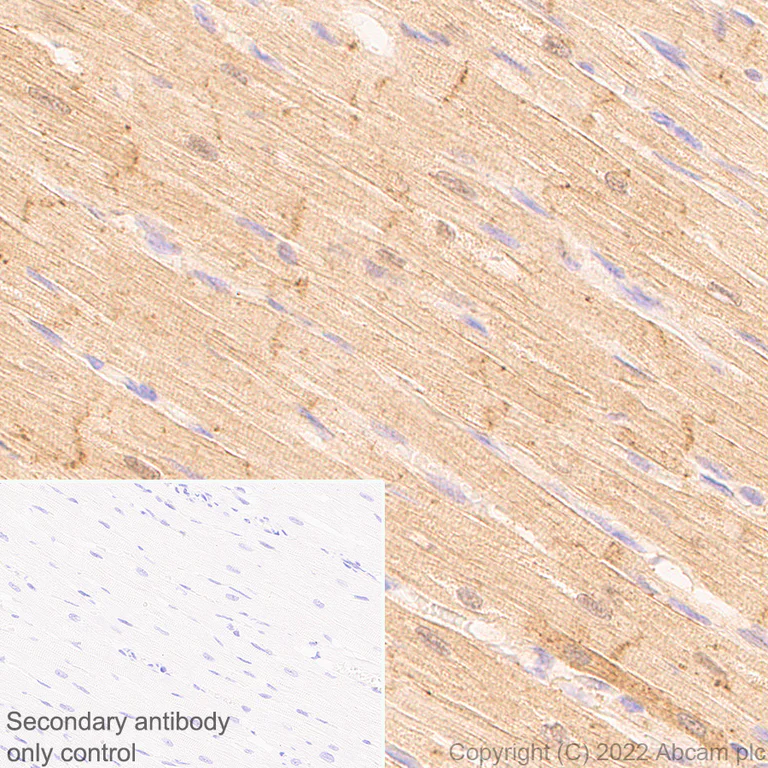 Immunohistochemistry (Formalin/PFA-fixed paraffin-embedded sections) - Anti-Cofilin 2 antibody [EPR24519-7] (AB300128)