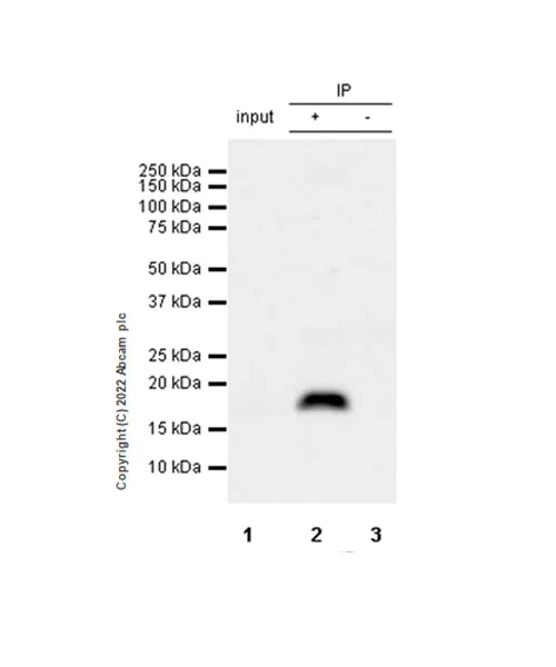 Immunoprecipitation - Anti-Cofilin 2 antibody [EPR24519-7] (AB300128)
