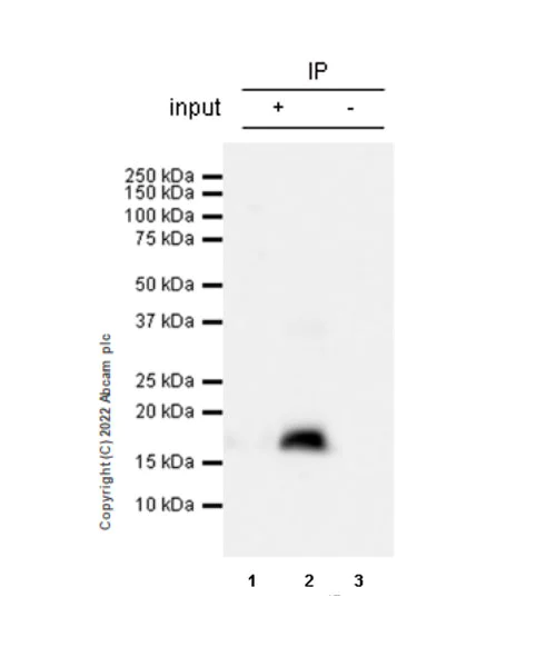 Immunoprecipitation - Anti-Cofilin 2 antibody [EPR24519-7] (AB300128)