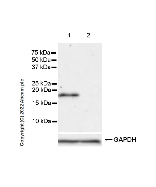 Western blot - Anti-Cofilin 2 antibody [EPR24519-7] (AB300128)