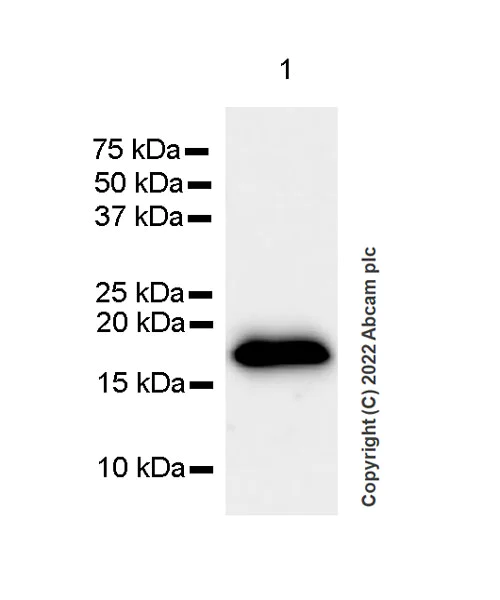 Western blot - Anti-Cofilin 2 antibody [EPR24519-7] (AB300128)