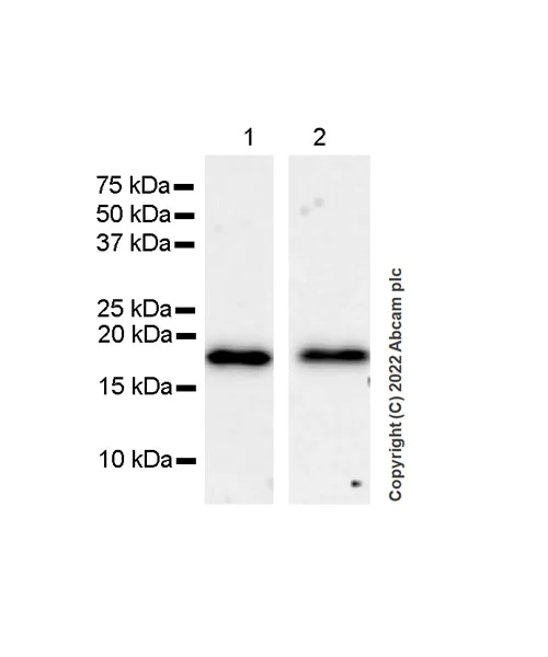 Western blot - Anti-Cofilin 2 antibody [EPR24519-7] (AB300128)