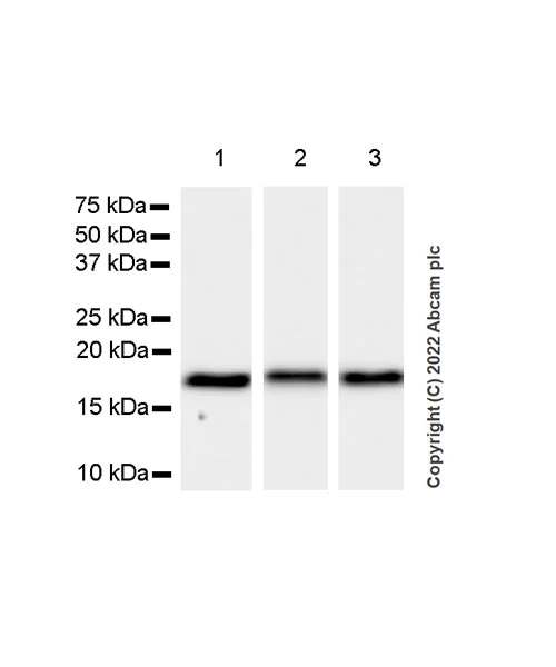 Western blot - Anti-Cofilin 2 antibody [EPR24519-7] (AB300128)