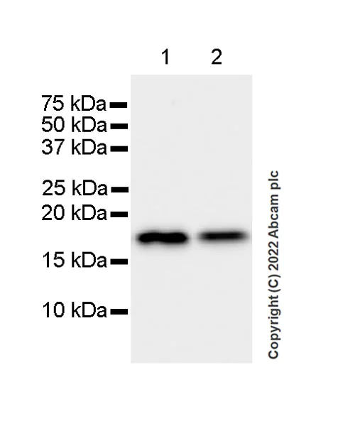Western blot - Anti-Cofilin 2 antibody [EPR24519-7] (AB300128)
