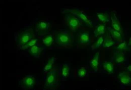 Immunocytochemistry/ Immunofluorescence - Anti-Cofilin antibody [1A1] - Loading Control (AB54532)