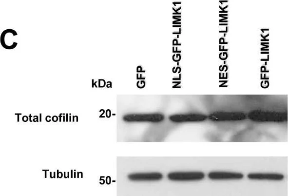 Western blot - Anti-Cofilin antibody [1A1] - Loading Control (AB54532)