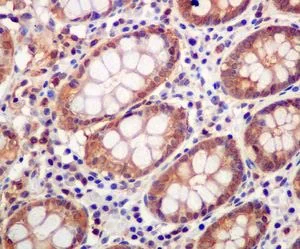 Immunohistochemistry (Formalin/PFA-fixed paraffin-embedded sections) - Anti-Cofilin antibody [EP6376] - BSA and Azide free (AB284811)