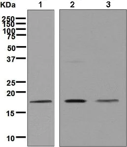 Western blot - Anti-Cofilin antibody [EP6376] - BSA and Azide free (AB284811)