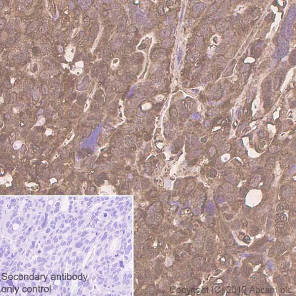 Immunohistochemistry (Formalin/PFA-fixed paraffin-embedded sections) - Anti-Cofilin antibody [EP6376] - Loading Control (AB134963)