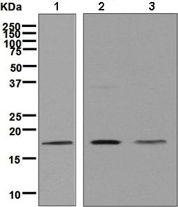 Western blot - Anti-Cofilin antibody [EP6376] - Loading Control (AB134963)