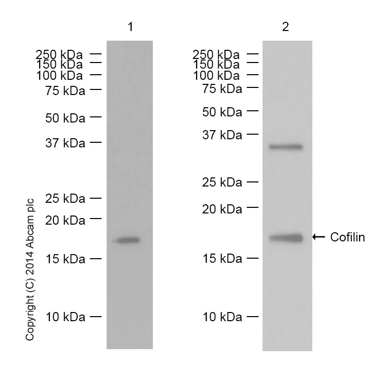 Western blot - Anti-Cofilin antibody [EP6376] - Loading Control (AB134963)
