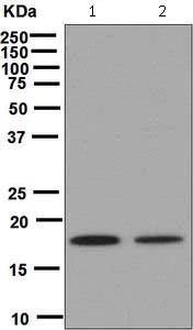 Western blot - Anti-Cofilin antibody [EPR6375] - Loading Control (AB124979)