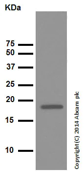 Western blot - Anti-Cofilin antibody [EPR6375] - Loading Control (AB124979)