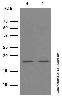 Western blot - Anti-Cofilin antibody [EPR6375] - Loading Control (AB124979)