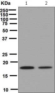 Western blot - Anti-Cofilin antibody [EPR6375] - Loading Control - Loading Control (AB124979), expandable thumbnail