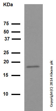 Western blot - Anti-Cofilin antibody [EPR6375] - Loading Control - Loading Control (AB124979), expandable thumbnail