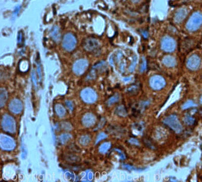 Immunohistochemistry (Formalin/PFA-fixed paraffin-embedded sections) - Anti-Cofilin antibody - Loading Control (AB42824)