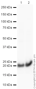 Western blot - Anti-Cofilin antibody - Loading Control (AB42824)
