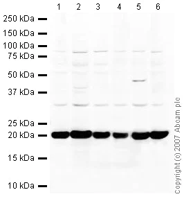 Western blot - Anti-Cofilin antibody - Loading Control (AB42824)