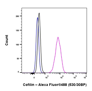 Flow Cytometry (Intracellular) - Anti-Cofilin antibody [RM1210] - Loading Control (AB319061)