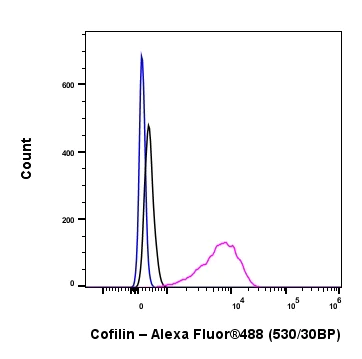Flow Cytometry (Intracellular) - Anti-Cofilin antibody [RM1210] - Loading Control (AB319061)