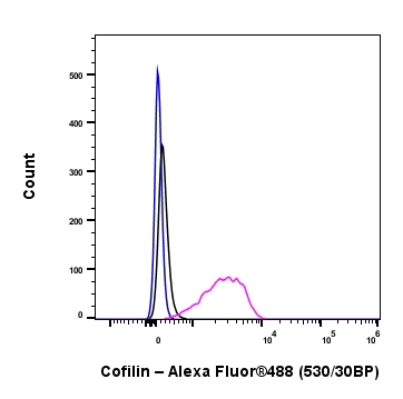 Flow Cytometry (Intracellular) - Anti-Cofilin antibody [RM1210] - Loading Control (AB319061)