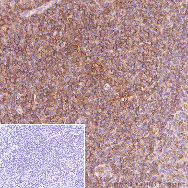 Immunohistochemistry (Formalin/PFA-fixed paraffin-embedded sections) - Anti-Cofilin antibody [RM1210] - Loading Control (AB319061)