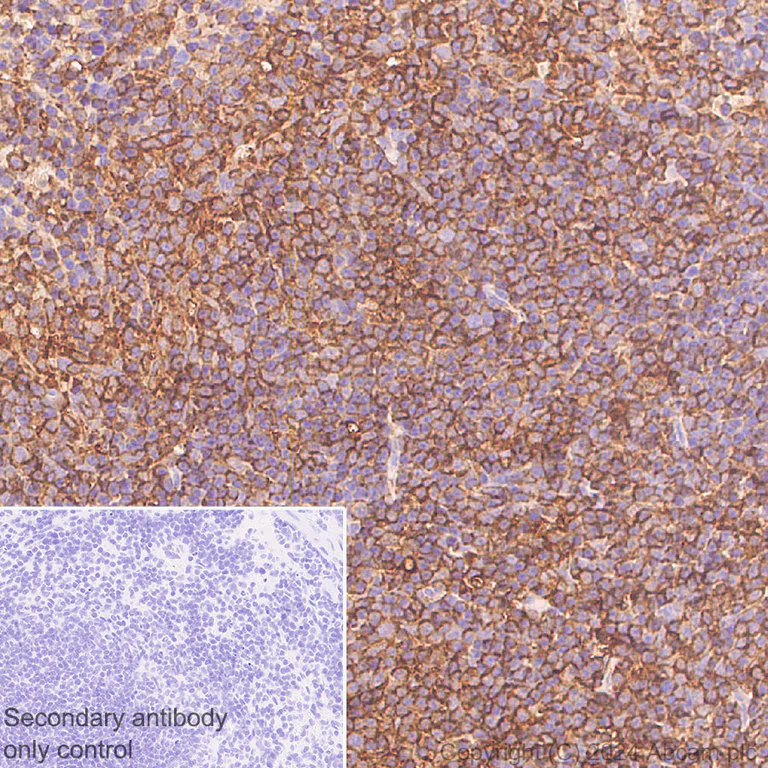 Immunohistochemistry (Formalin/PFA-fixed paraffin-embedded sections) - Anti-Cofilin antibody [RM1210] - Loading Control (AB319061)