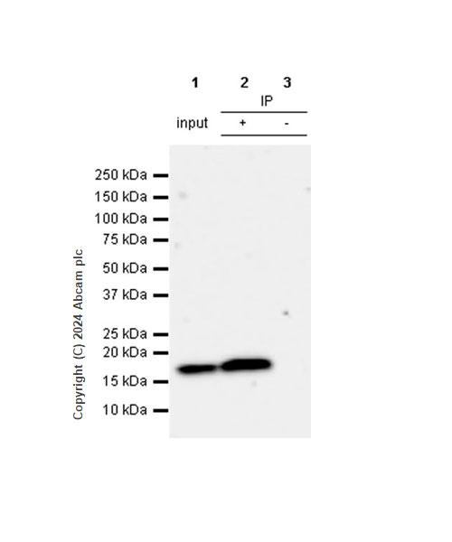 Immunoprecipitation - Anti-Cofilin antibody [RM1210] - Loading Control (ab319061), expandable thumbnail