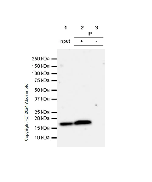 Immunoprecipitation - Anti-Cofilin antibody [RM1210] - Loading Control (AB319061)